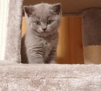 Britisch Kurzhaar Kitten