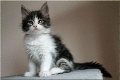 Maine Coon Kitten Dreamflowers