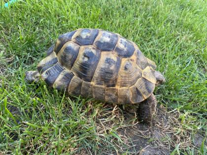 Verkaufe 2 griechische Landschildkröten, männlich