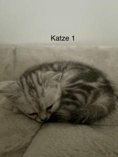 BKH Kitten suchen ab 17. 05 ein neues Zuhause