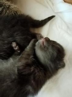 Coony-Mix Kitten