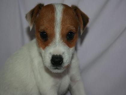 Parson Jack Russell Terrier Welpen