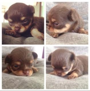 Zuckersüsse Chihuahua Welpen aus deutscher seriöser Zucht