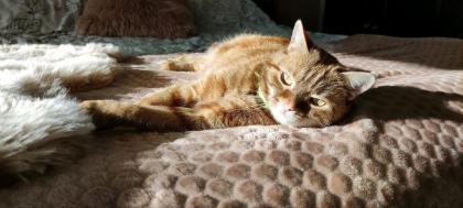 Liebe Katze sucht ein neues Zuhause