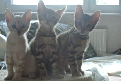 Bengalkatzen, Bengalen, Kätzchen, Katzen, Kitten, Katzenbabys, Tiere, Rassekatze