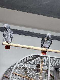 Graupapageienpaar 3Jahre mit großem Käfig und Zubehör