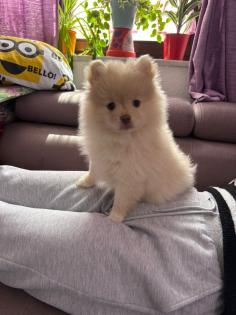 Pomeranien Zwergspitz