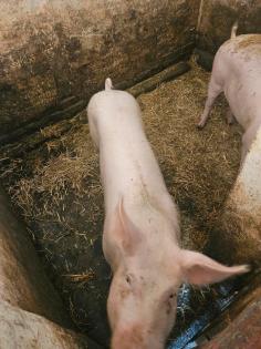 Schwein, Borg, Sau, Ferkel