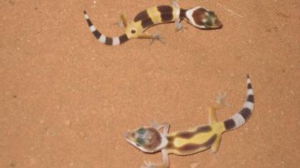 Leopardgeckonachwuchs abzugeben