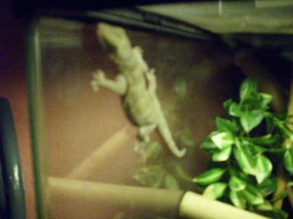 Verkaufe zwei gold geckos