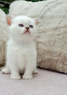 Britisch Kurzhaar BKH Kitten in chocolate und lilac tabby point