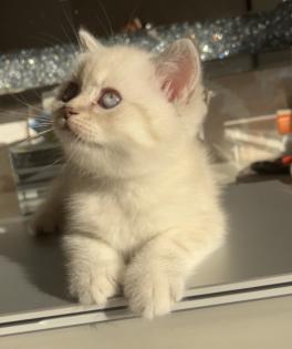 Bkh kitten Kristall blauen Augen