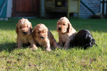 Rote English-Cocker-Spaniel-Welpen