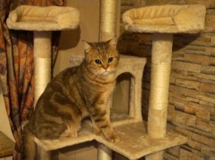 BKH Kater 1, 5 Jahre abzugeben