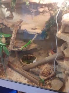 Madagaskar Tagesgecko