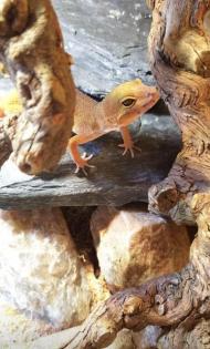 Leopardgeckos, Platz vor Preis