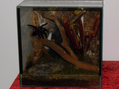 Avicularia versicolor / Caribena versicolor - Weibchen adult - mit Terrarium