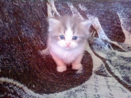 Super süße Main-Coon/Birma Babys