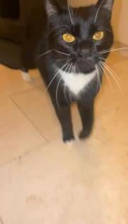 Kater entlaufen