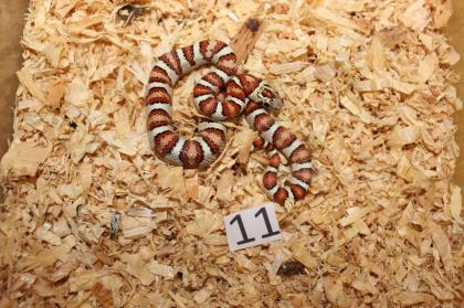 Lampropeltis Leonis Nachzucht 2024