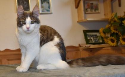 Zuzanna- Maine Coon Mädel mit Papieren, 14 Monate kastriert