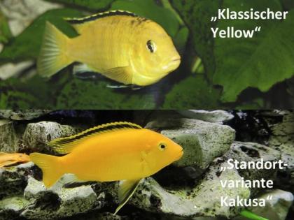 Malawi Barsche in 53340 Meckenheim oder Versand