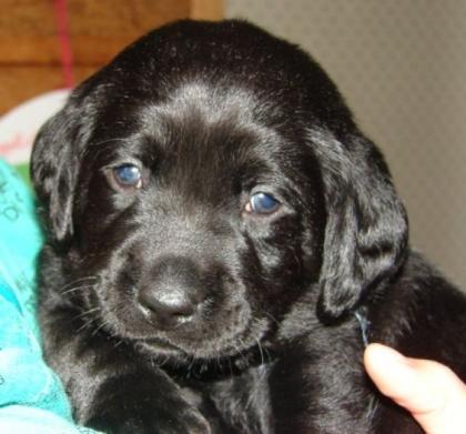 Schöner Labrador Rüde Welpe ab Juli abzugeben .