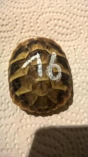Griechische Landschildkröten Nachzucht 2021