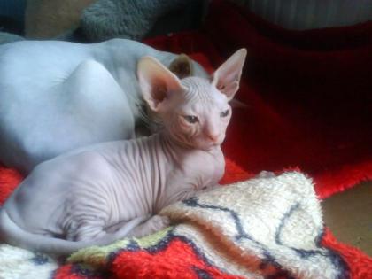 Sphynxkitten sucht liebevolles zu Hause