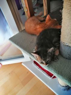 2 Katzenbabys, 12 Wochen, Weibchen und Junge