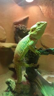 Bartagame mit Terrarium und Unterschrank