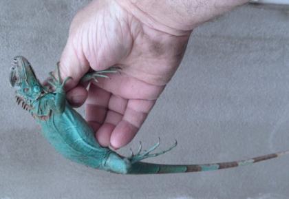 Blauer Leguan Iguana Iguana