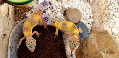 Leopardgeckos verschiedene Farbformen