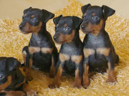 Zwergpinscher black and tan mit FCI Abstammung
