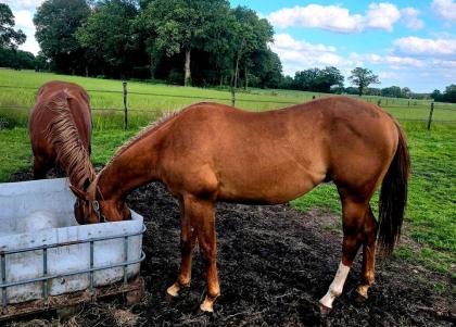 2j Quarter Horse Hengst - by 3 mio Sire Lil Joe Cash