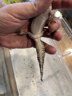Leopardgecko, 1. 0 Black Night