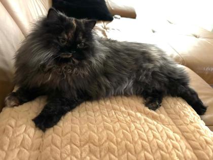 Noch 5 BKH/BLH Mix Kitten