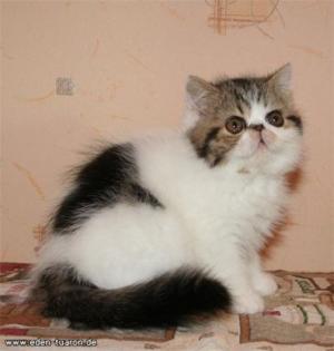 Wir haben wunderschöne Exotic Kitten