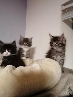 Maine coon kitten suchen