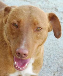 Tarik - Freundlicher, gehorsamer Podenco-Mix sucht freies Körbchen