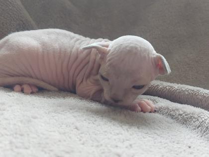 Canadian Sphynx Kitten