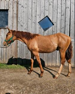 American Quarter Horse Boonsmal Hengst Fohlen Red Dun Cutting