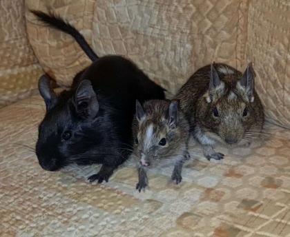 Degu Mädels suchen ein neues Zuhause