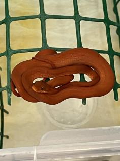 Corallus Hortulanus NZ22 Calico, Red, Bicolor