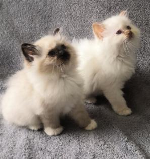 Heilige Birma Kitten suchen ein neues Zuhause