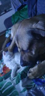 Babykatzen bkhmaincoonmix