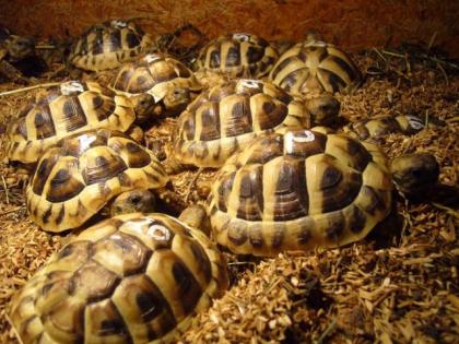 Griechische Landschildkröten THB NZ 2021