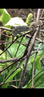 Chamäleon/ Pantherchamäleon/ Furcifer pardalis/ Nosy Faly