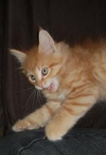 Maine coon Katerchen ab März