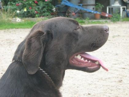Labrador Rüde 1 1/2 Jahre alt schoko